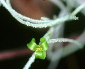 spanishmoss flower
